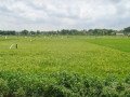 dijual-tanah-sawah-di-merak-urak-desa-kapu-small-0
