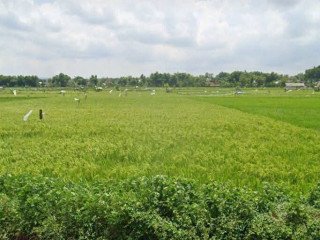 Dijual Tanah Sawah di Merak Urak, Desa Kapu