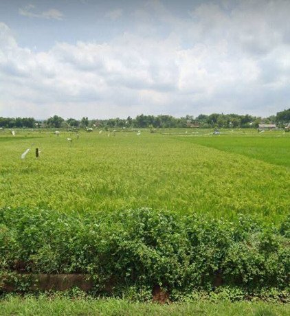 dijual-tanah-sawah-di-merak-urak-desa-kapu-big-0