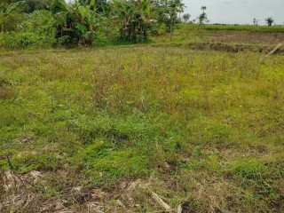Dijual Cepat Sawah Strategis di Desa Sumodikaran, Dander