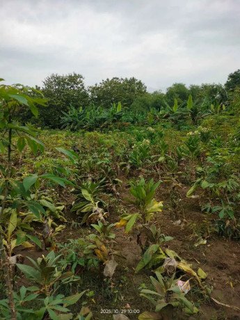 dijual-cepat-sawah-strategis-di-desa-sumodikaran-dander-big-2