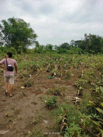 dijual-cepat-sawah-strategis-di-desa-sumodikaran-dander-big-3