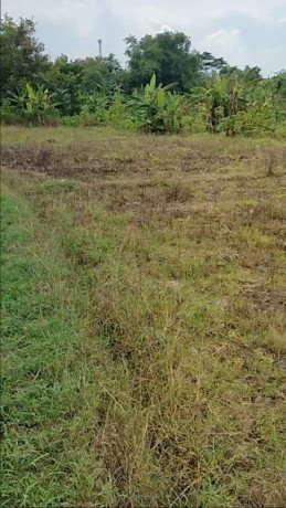 dijual-cepat-sawah-strategis-di-desa-sumodikaran-dander-big-1