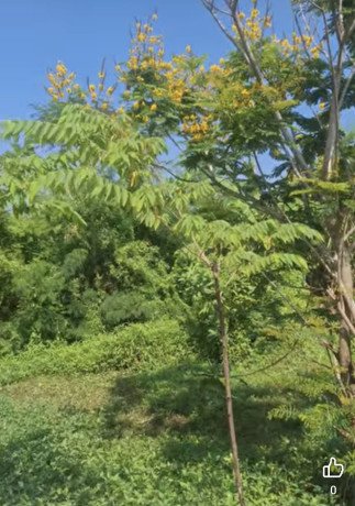 dijual-tanah-pekarangan-shm-big-1