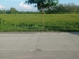 Dijual Tanah 2 SHM Tanjungharjo, Kapas