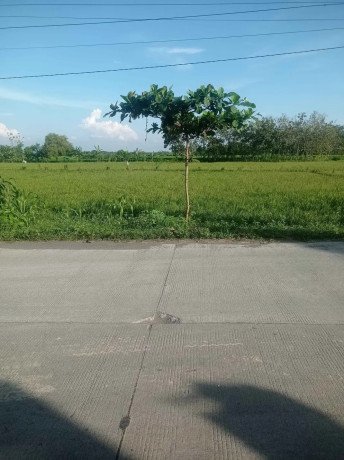 dijual-tanah-2-shm-tanjungharjo-kapas-big-0