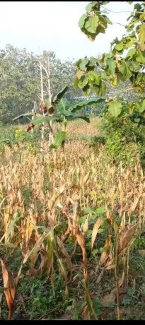 dijual-tanah-tegal-subur-3000-m2-big-0