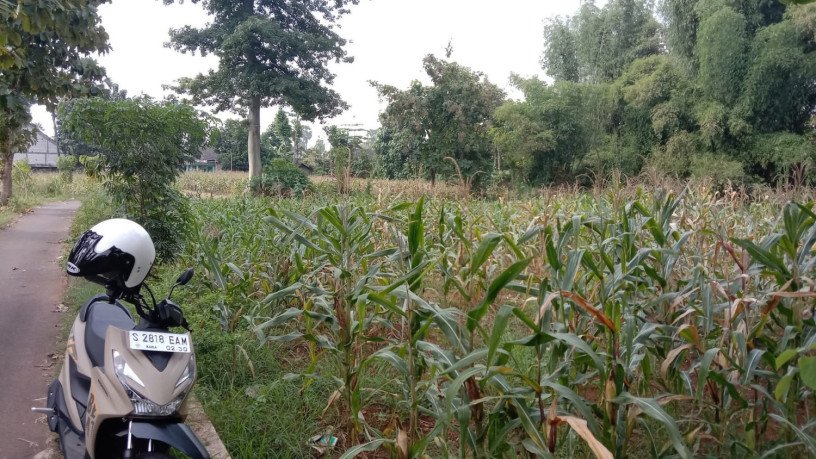 dijual-murah-sawah-tegal-produktif-desa-tunah-semanding-big-1