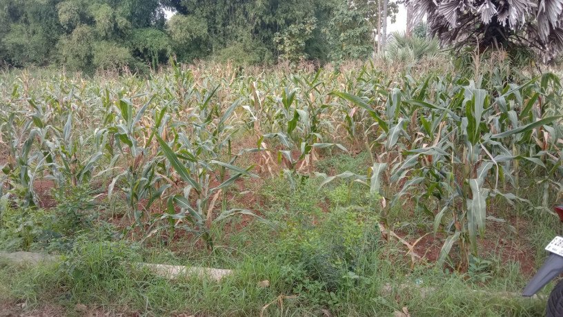 dijual-murah-sawah-tegal-produktif-desa-tunah-semanding-big-2