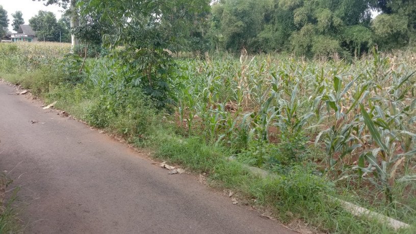 dijual-murah-sawah-tegal-produktif-desa-tunah-semanding-big-0