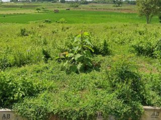 DIJUAL CEPAT Tanah Strategis di Ds. Kedungadem