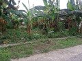 dijual-tanah-pekarangan-padat-penduduk-small-0