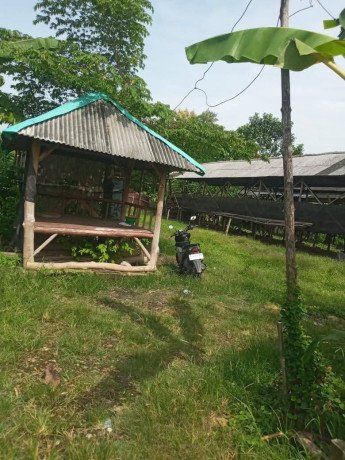 dijual-tanah-kandang-ayam-petelur-siap-pakai-big-1