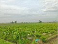 dijual-sawah-shm-pinggir-jalan-cor-desa-small-0