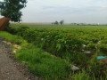 dijual-sawah-shm-pinggir-jalan-cor-desa-small-1