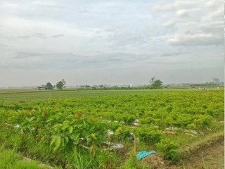 Dijual Sawah SHM Pinggir Jalan Cor Desa