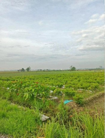 dijual-sawah-shm-pinggir-jalan-cor-desa-big-0