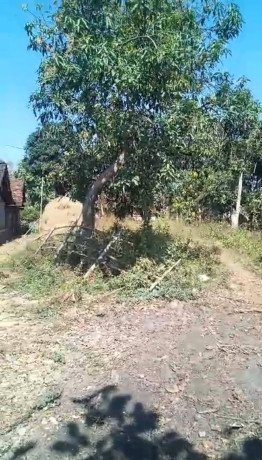 dijual-tanah-luas-981-m2-parengan-tuban-big-0