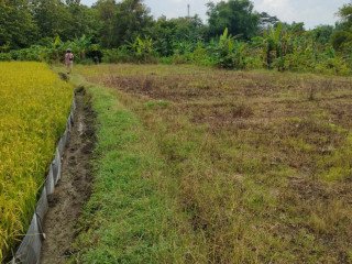 Dijual sawah produktif di Sumodikaran