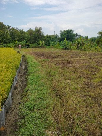 dijual-sawah-produktif-di-sumodikaran-big-0
