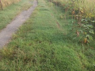 Dijual Tanah Pertanian / Pekarangan SHM