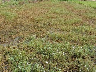 DIJUAL TANAH PERUMAHAN STRATEGIS BOJONEGORO