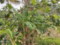 tanah-murah-dijual-shm-18830-m2kota-balikpapan-small-4