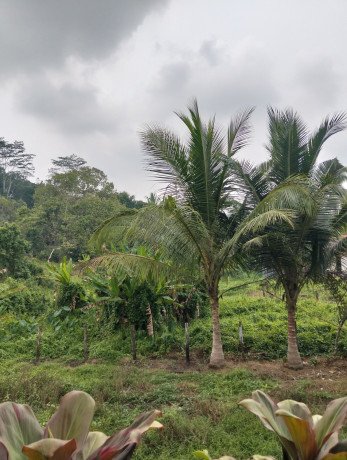 tanah-murah-dijual-shm-18830-m2kota-balikpapan-big-2