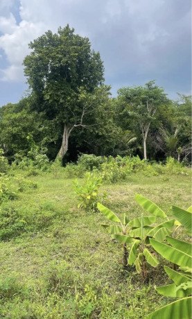 dijual-tanah-di-daerah-tanjungharjo-kapas-bojonegoro-big-0