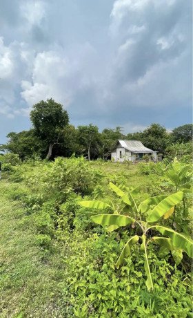 dijual-tanah-di-daerah-tanjungharjo-kapas-bojonegoro-big-1