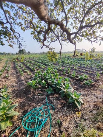 dijual-tanah-sawah-subur-daerah-dander-bojonegoro-big-0