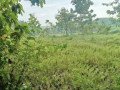 dijual-tanah-lahan-pekarangan-sawah-tambakrejo-bojonegoro-small-1