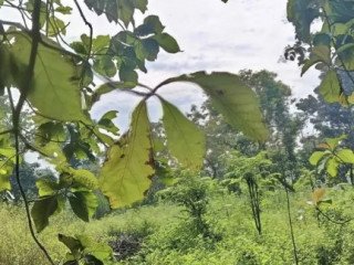 Dijual Tanah Lahan Pekarangan + Sawah. Tambakrejo Bojonegoro