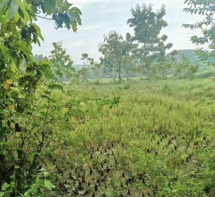 dijual-tanah-lahan-pekarangan-sawah-tambakrejo-bojonegoro-big-1