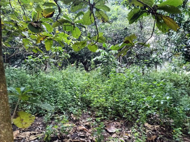 dijual-tanah-pekarangan-desa-kunci-dander-bojonegoro-big-1